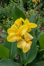 Canna 'Tropical Yellow' (Canna lily) – lily bulbs, main product photo (Harding & Bloom)