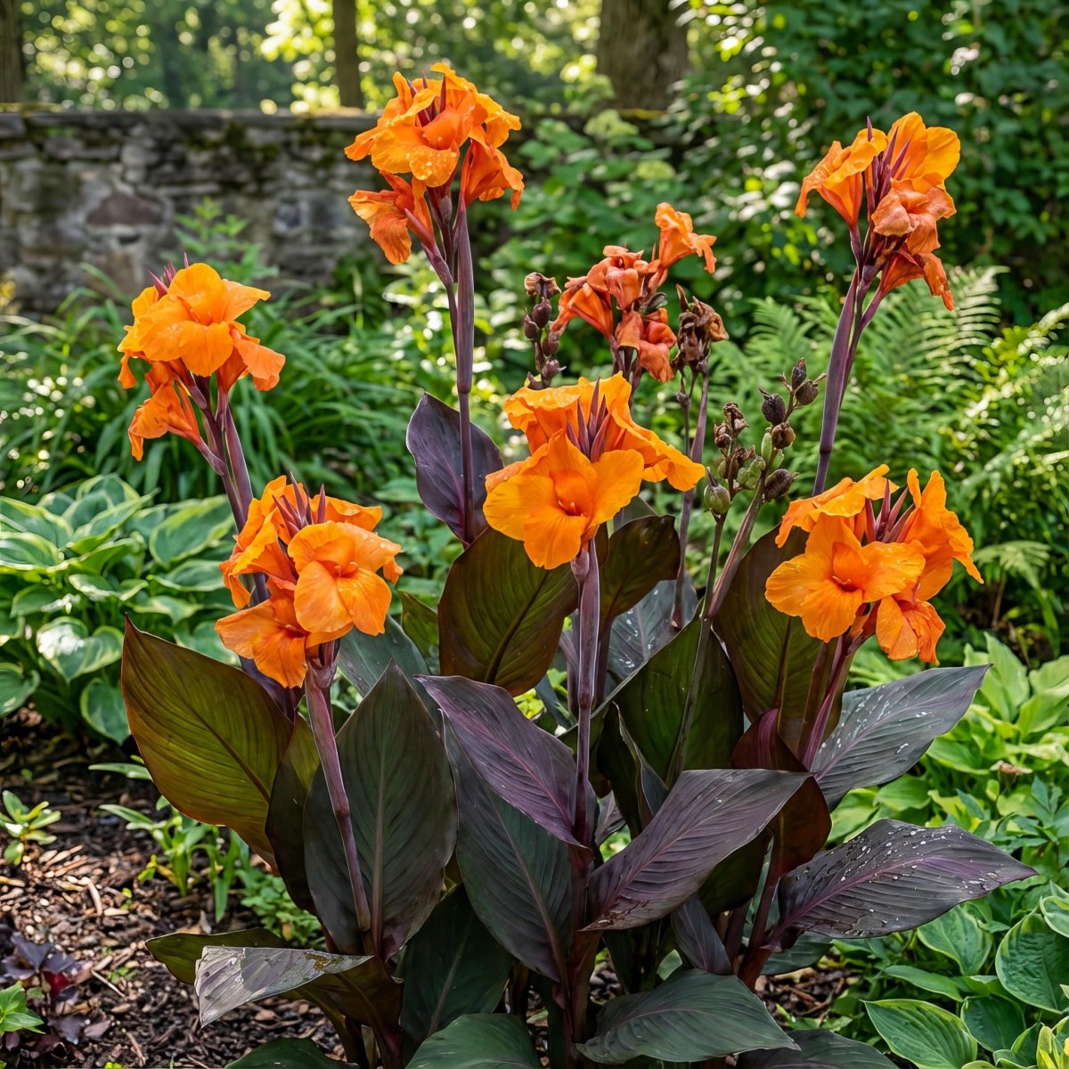 Canna 'Wyoming' (Canna lily) – lily bulbs, product photo 2 (Harding & Bloom)