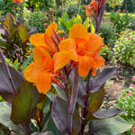 Canna 'Wyoming' (Canna lily) – lily bulbs, product photo 3 (Harding & Bloom)