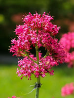 Centranthus ruber 'Rosenrot' - Harding & Bloom