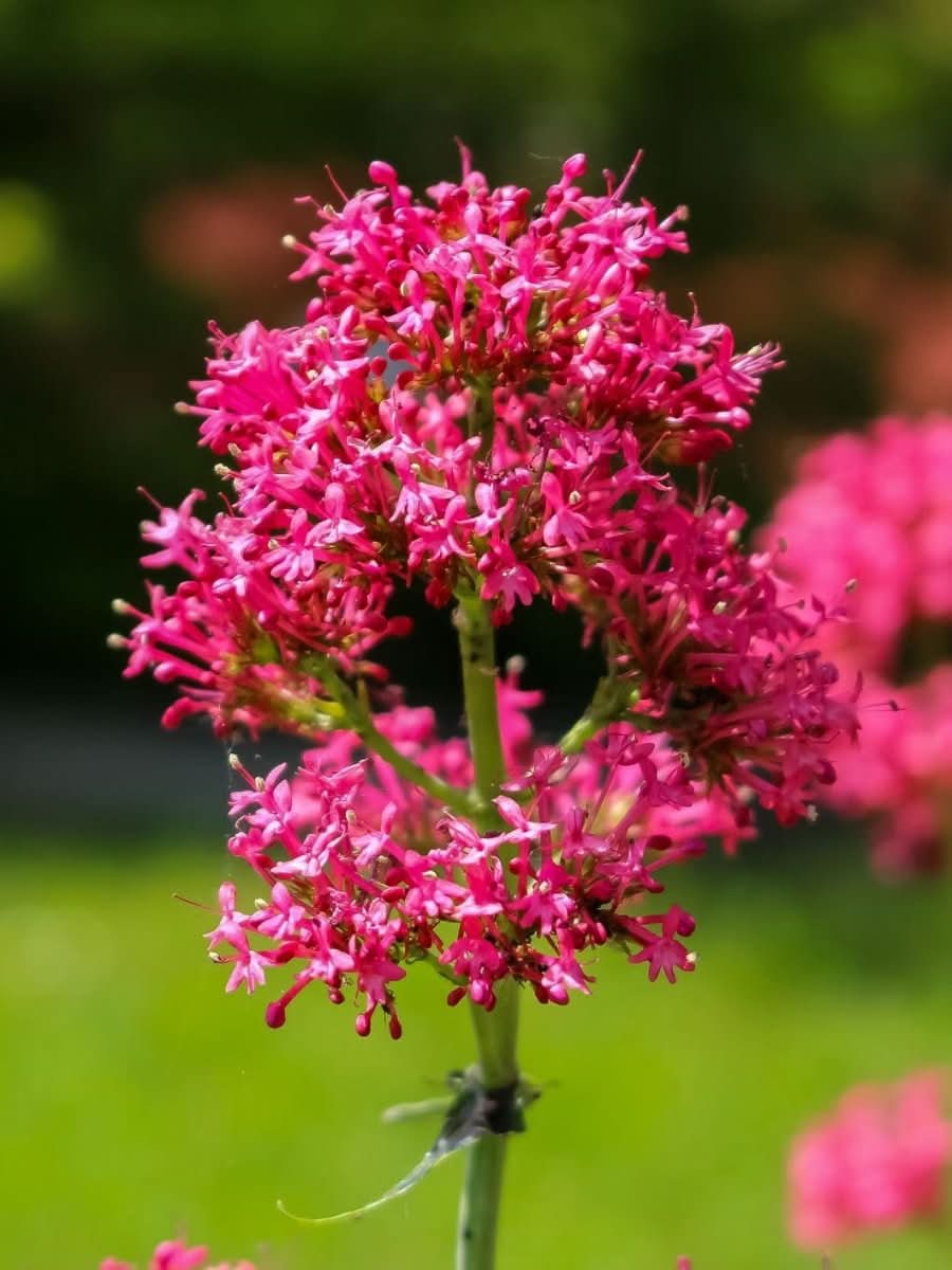 Centranthus ruber 'Rosenrot' - Harding & Bloom
