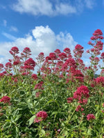Centranthus ruber 'Rosenrot' - Harding & Bloom