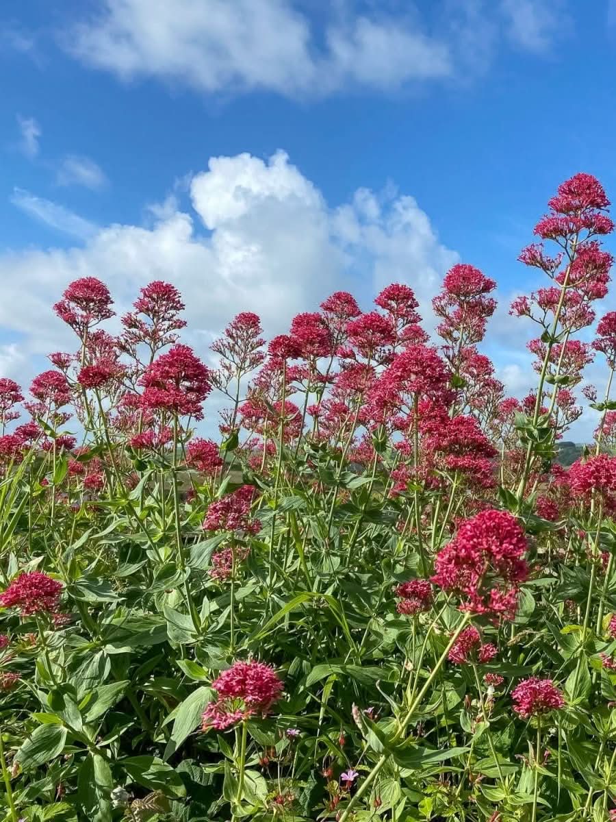 Centranthus ruber 'Rosenrot' - Harding & Bloom