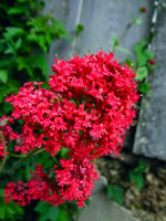 Centranthus ruber 'Rosenrot' - Harding & Bloom