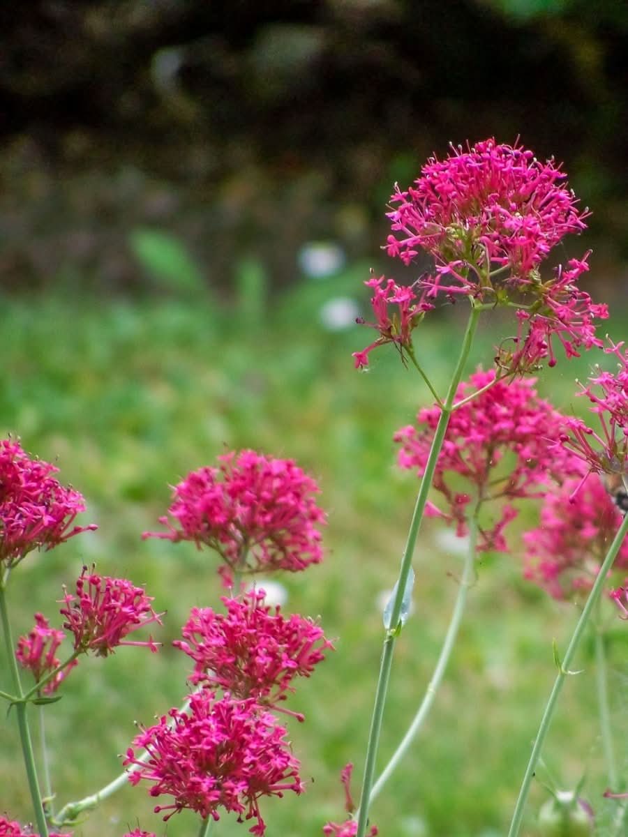 Centranthus ruber 'Rosenrot' - Harding & Bloom