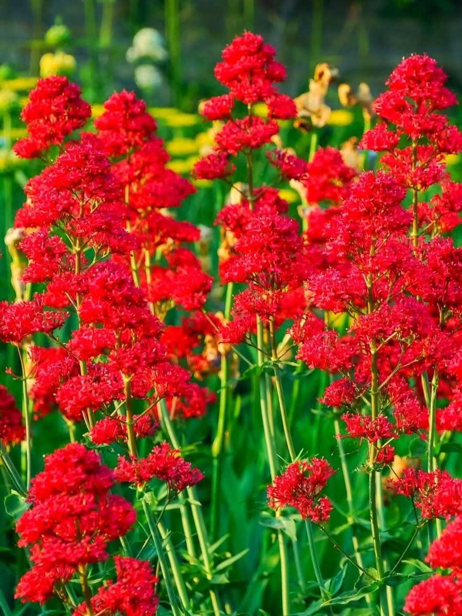 Centranthus ruber 'Rosenrot' - Harding & Bloom