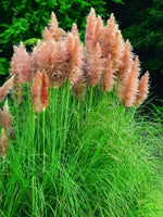 Cortaderia selloana 'Rosea' - Harding & Bloom