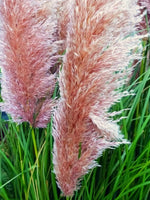 Cortaderia selloana 'Rosea' - Harding & Bloom