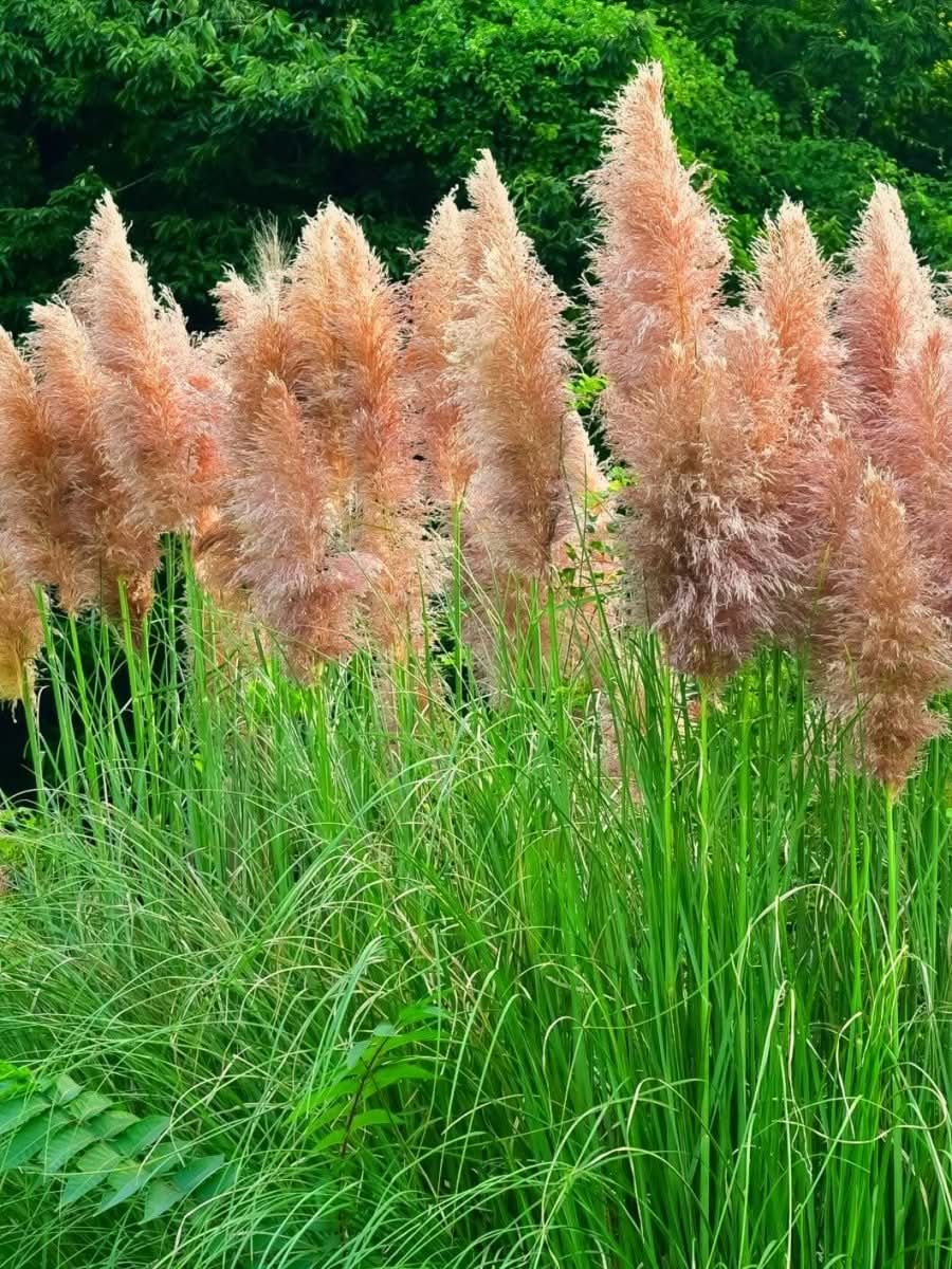 Cortaderia selloana 'Rosea' - Harding & Bloom