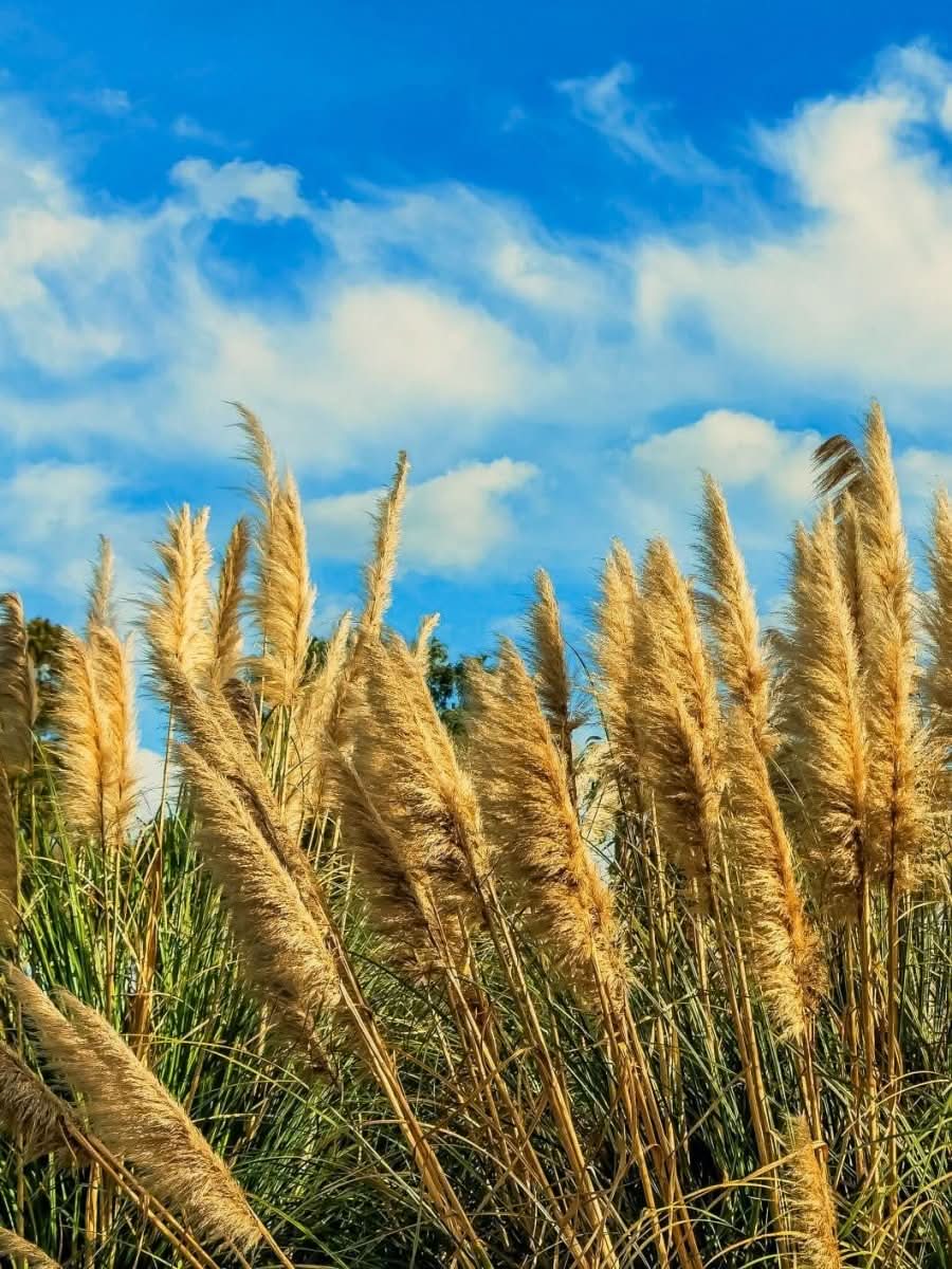 Cortaderia selloana - Harding & Bloom