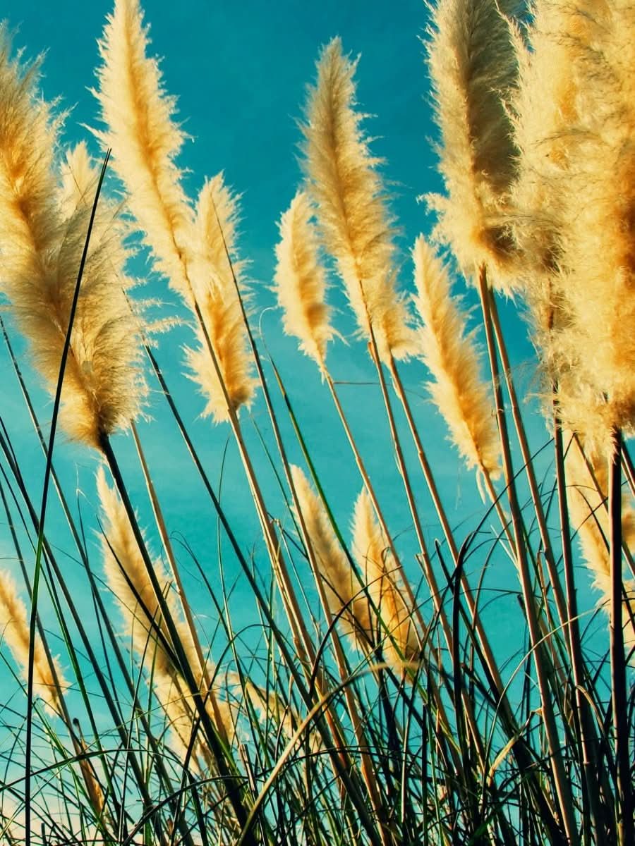 Cortaderia selloana - Harding & Bloom