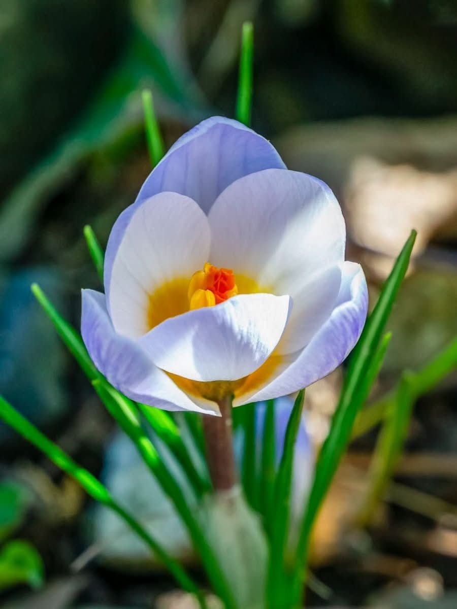 Crocus 'Blue Pearl' - Harding & Bloom