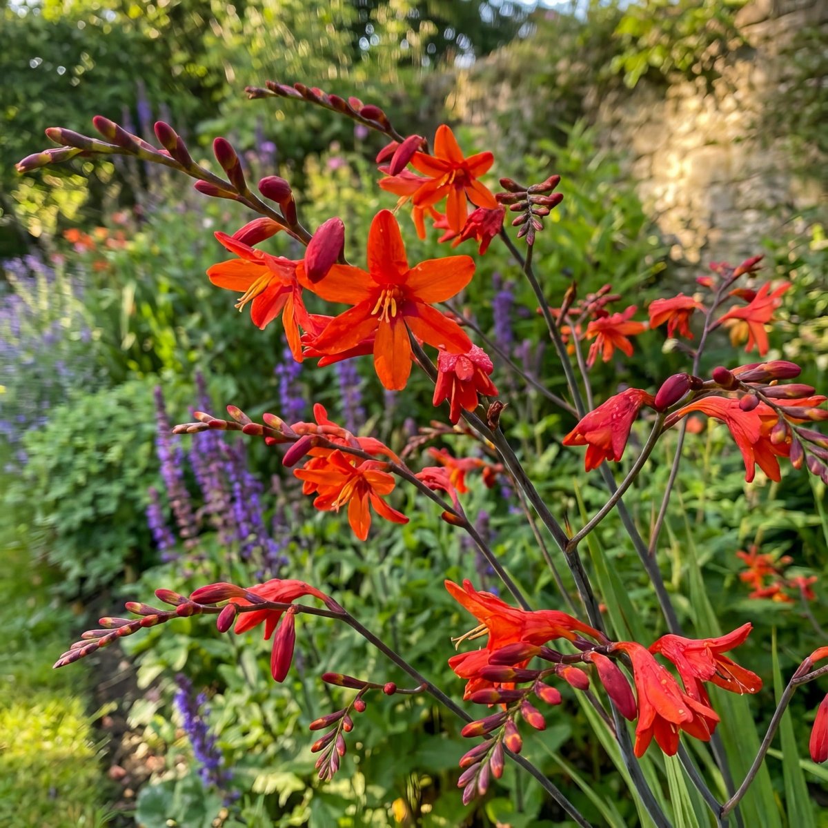 Crocosmia 'Babylon' (Montbretia) – flower bulbs, product photo 6 (Harding & Bloom)