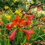 Crocosmia 'Babylon' (Montbretia) – flower bulbs, product photo 2 (Harding & Bloom)