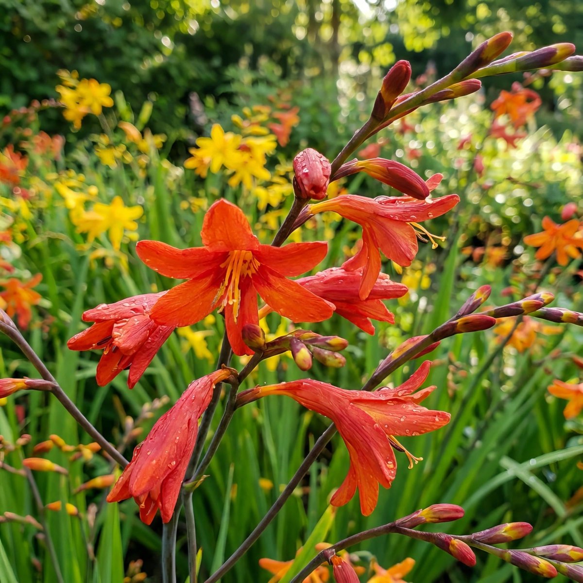 Crocosmia 'Babylon' (Montbretia) – flower bulbs, product photo 2 (Harding & Bloom)