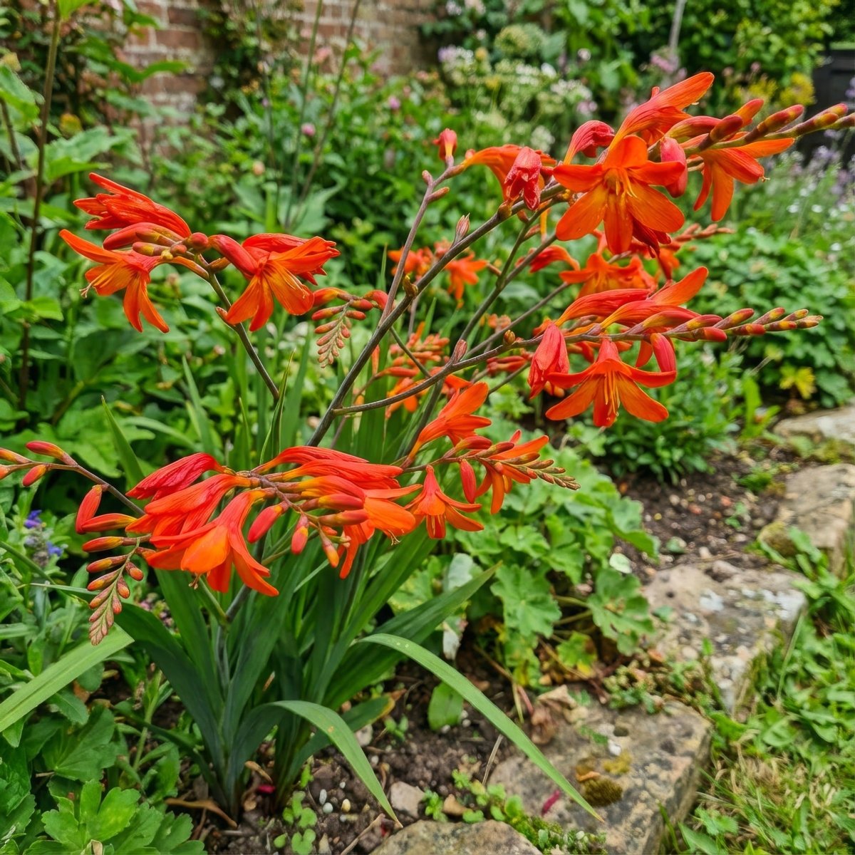 Crocosmia 'Babylon' (Montbretia) – flower bulbs, product photo 5 (Harding & Bloom)