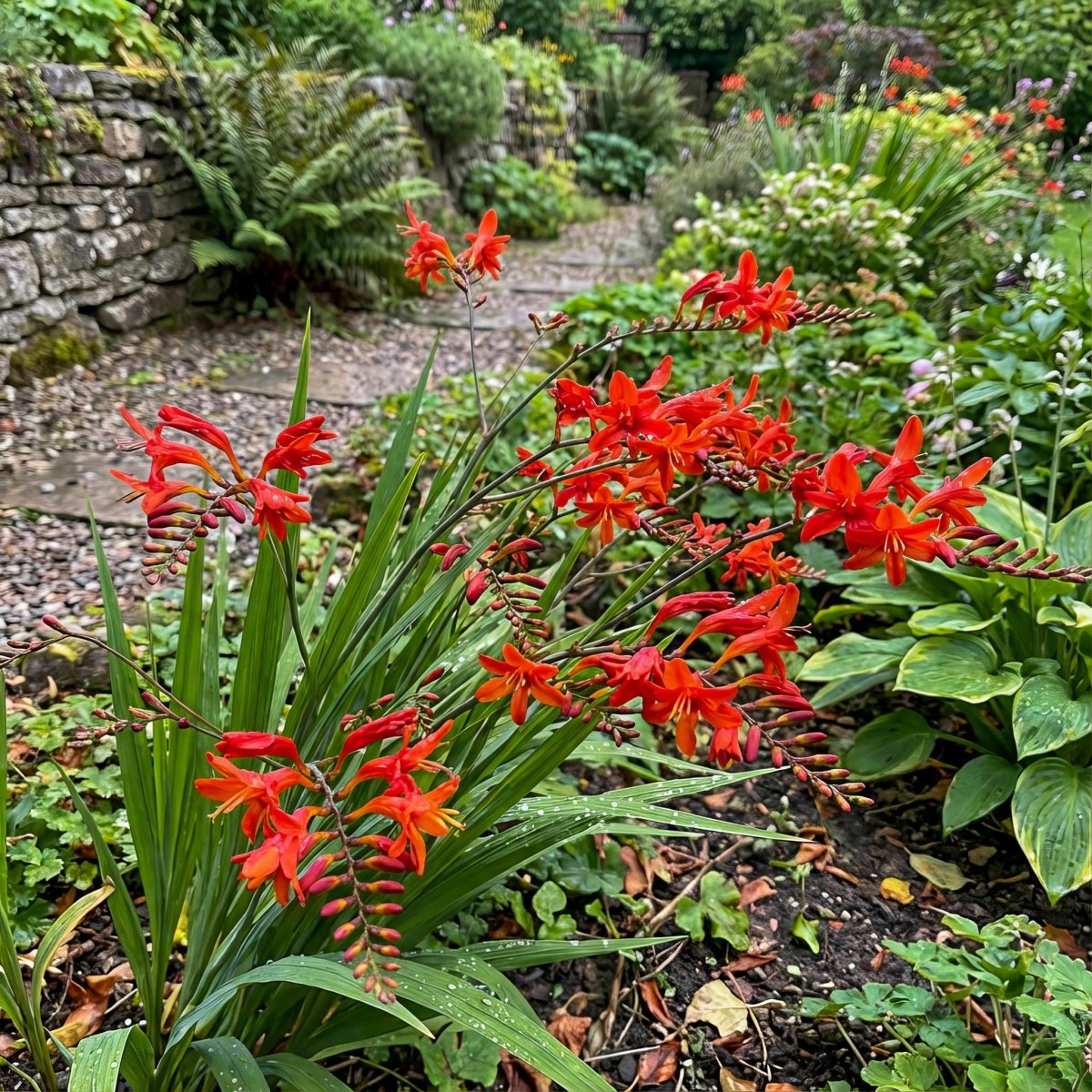 Crocosmia 'Babylon' (Montbretia) – flower bulbs, product photo 3 (Harding & Bloom)