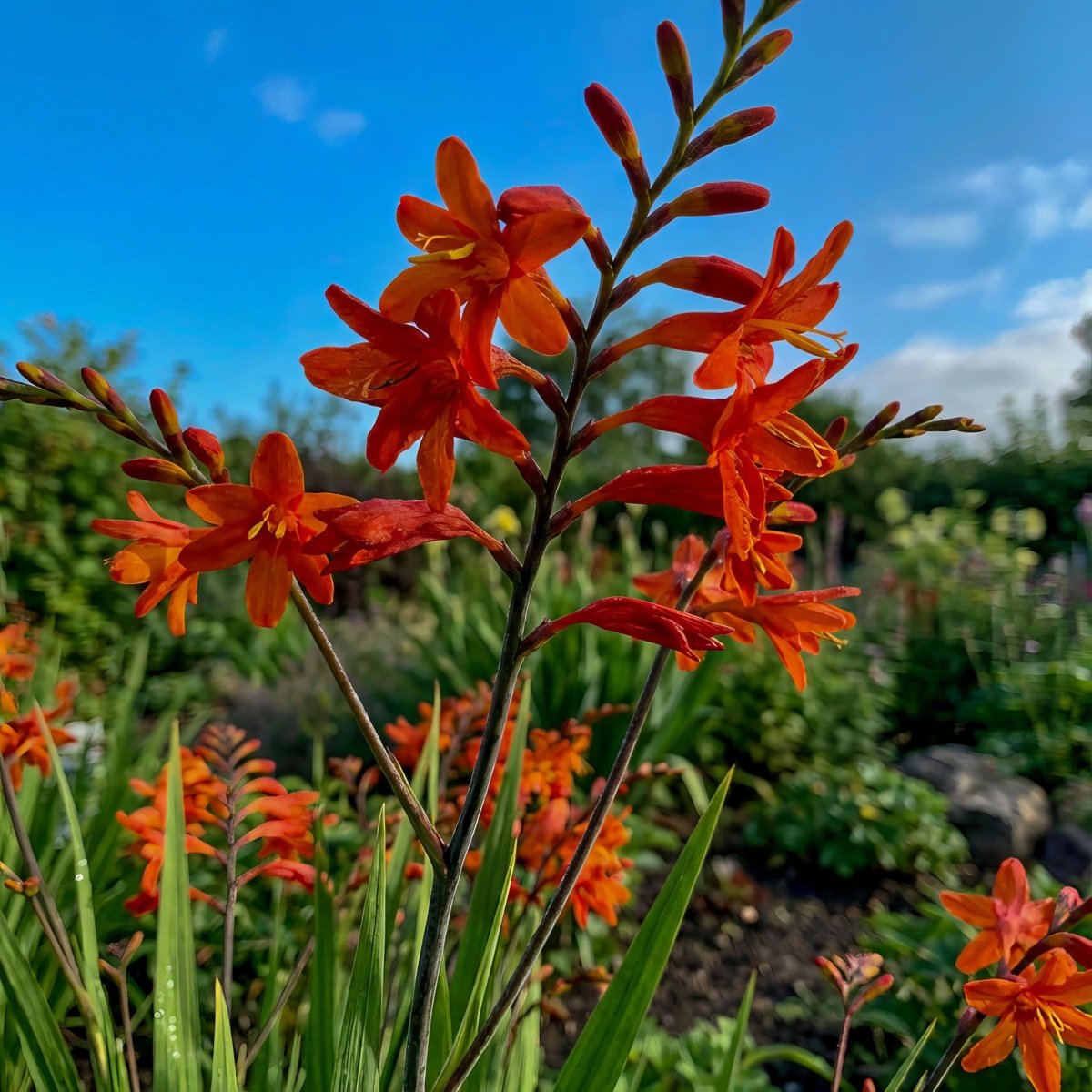 Crocosmia 'Babylon' (Montbretia) – flower bulbs, product photo 4 (Harding & Bloom)
