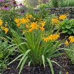Crocosmia 'George Davidson' – flower bulbs, product photo 6 (Harding & Bloom)