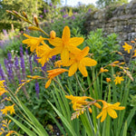 Crocosmia 'George Davidson' – flower bulbs, product photo 3 (Harding & Bloom)