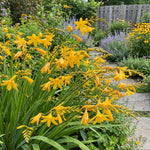 Crocosmia 'George Davidson' – flower bulbs, product photo 2 (Harding & Bloom)