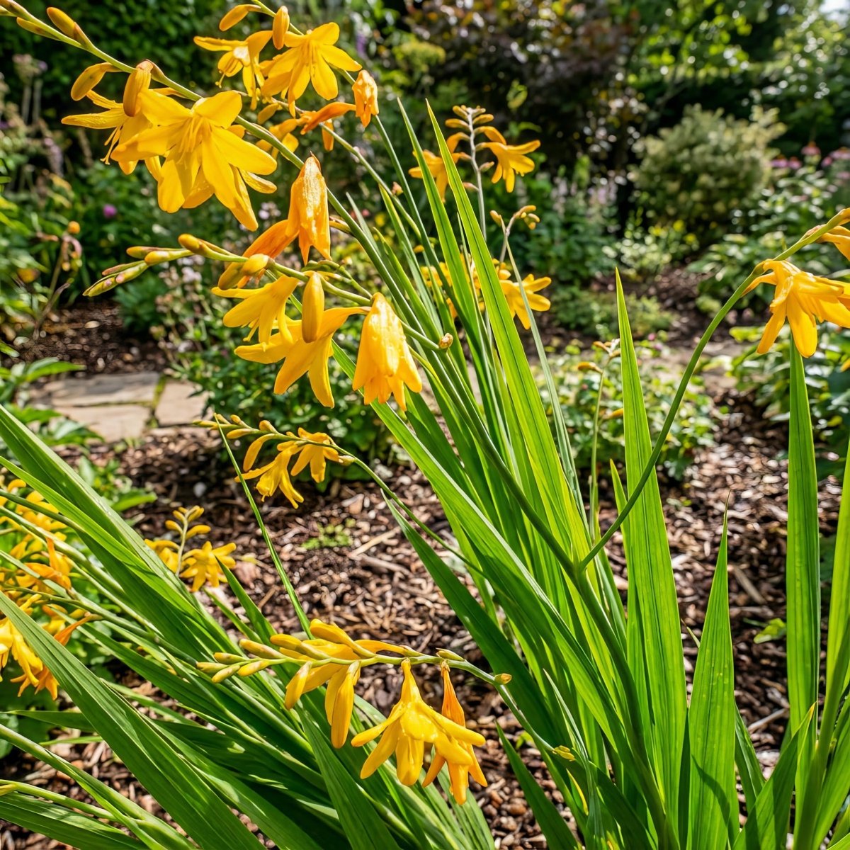 Crocosmia 'George Davidson' – flower bulbs, product photo 4 (Harding & Bloom)
