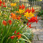 Crocosmia 'Large Flowering Mixed' – flower bulbs, product photo 2 (Harding & Bloom)