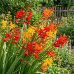 Crocosmia 'Large Flowering Mixed' – flower bulbs, product photo 5 (Harding & Bloom)