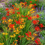 Crocosmia 'Large Flowering Mixed' – flower bulbs, product photo 4 (Harding & Bloom)