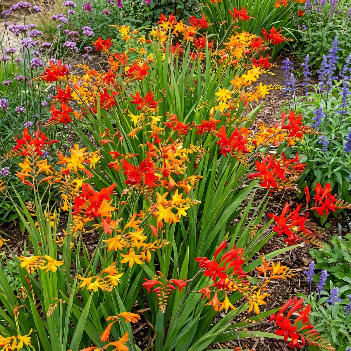 Crocosmia 'Large Flowering Mixed' – flower bulbs, product photo 4 (Harding & Bloom)