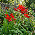 Crocosmia 'Lucifer' (Firey Stars) – flower bulbs, product photo 3 (Harding & Bloom)