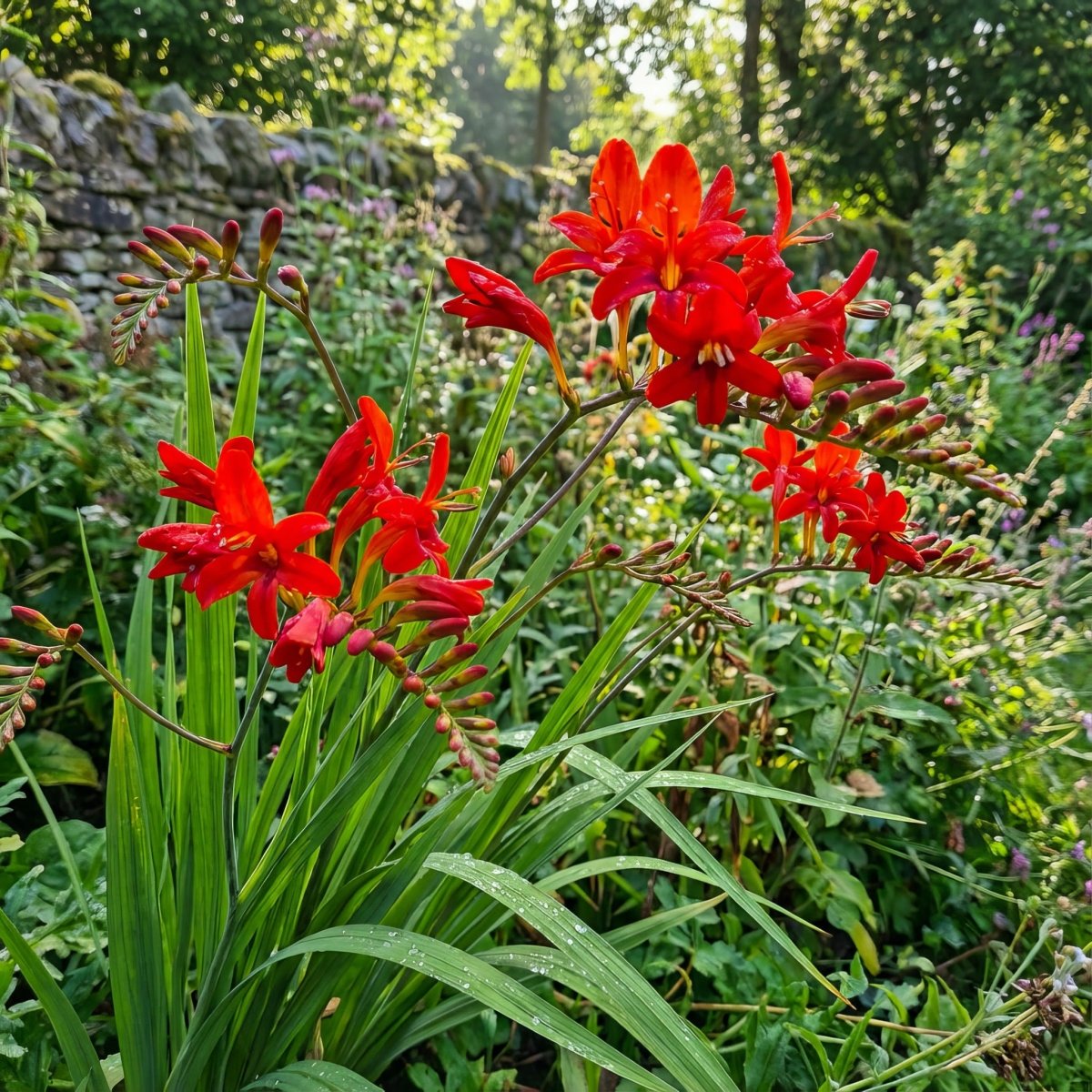 Crocosmia 'Lucifer' (Firey Stars) – flower bulbs, product photo 3 (Harding & Bloom)
