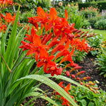 Crocosmia 'Lucifer' (Firey Stars) – flower bulbs, main product photo (Harding & Bloom)