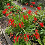 Crocosmia 'Lucifer' (Firey Stars) – flower bulbs, product photo 6 (Harding & Bloom)