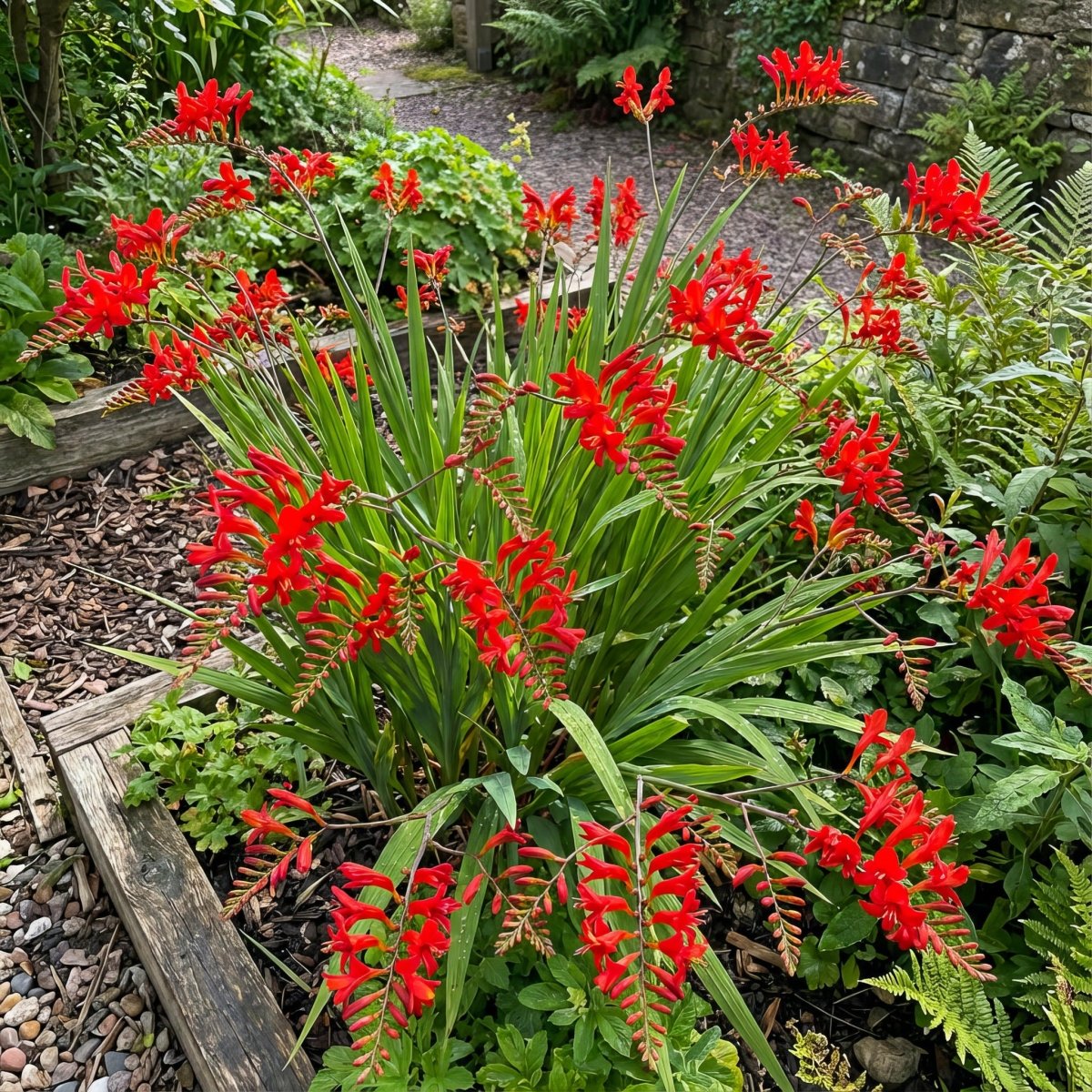 Crocosmia 'Lucifer' (Firey Stars) – flower bulbs, product photo 6 (Harding & Bloom)