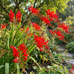 Crocosmia 'Lucifer' (Firey Stars) – flower bulbs, product photo 4 (Harding & Bloom)
