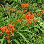 Crocosmia masoniorum 'Orange Devil' (Giant montbretia) – flower bulbs, product photo 5 (Harding & Bloom)