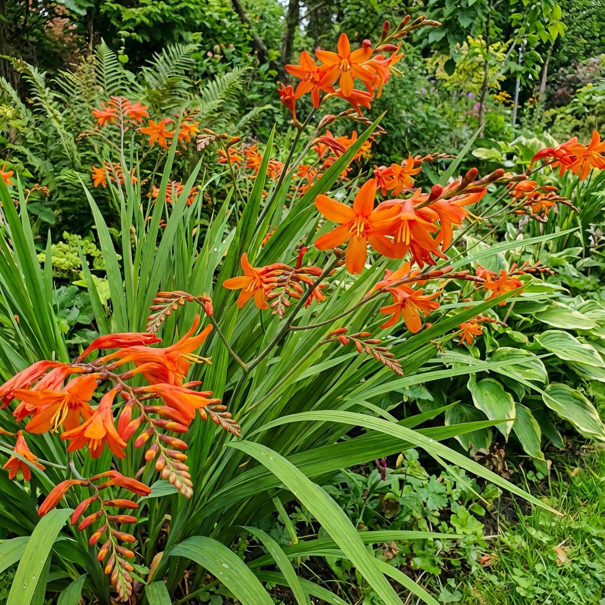 Crocosmia masoniorum 'Orange Devil' (Giant montbretia) – flower bulbs, product photo 5 (Harding & Bloom)