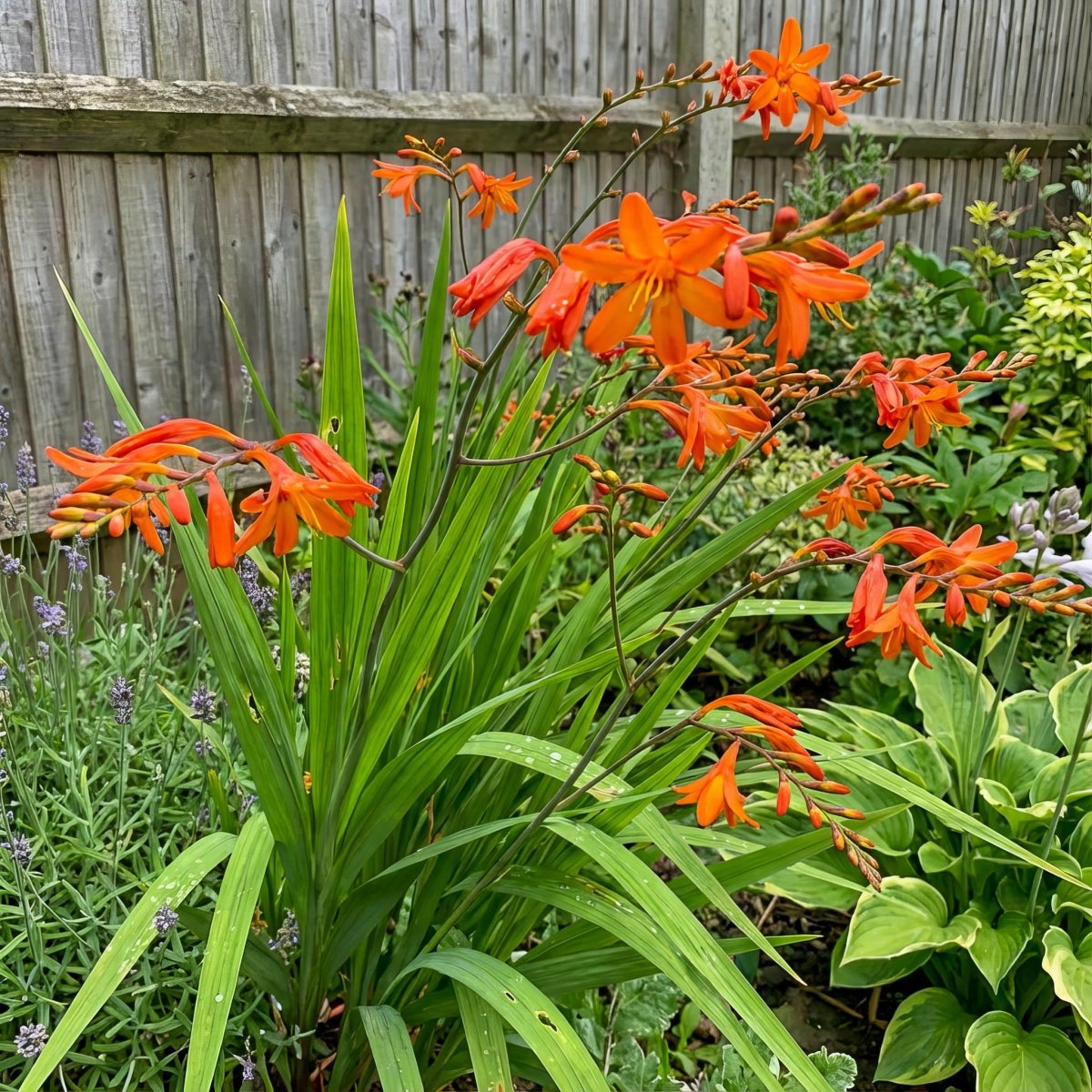 Crocosmia masoniorum 'Orange Devil' (Giant montbretia) – flower bulbs, product photo 3 (Harding & Bloom)