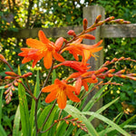 Crocosmia masoniorum 'Orange Devil' (Giant montbretia) – flower bulbs, product photo 2 (Harding & Bloom)