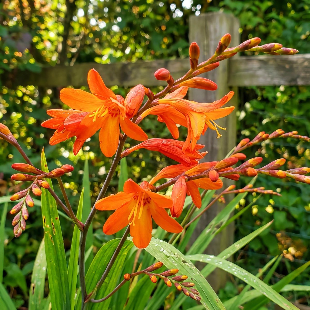 Crocosmia masoniorum 'Orange Devil' (Giant montbretia) – flower bulbs, product photo 2 (Harding & Bloom)