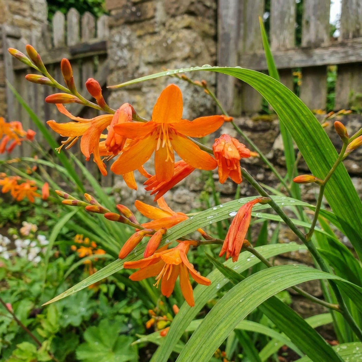 Crocosmia masoniorum 'Orange Devil' (Giant montbretia) – flower bulbs, main product photo (Harding & Bloom)