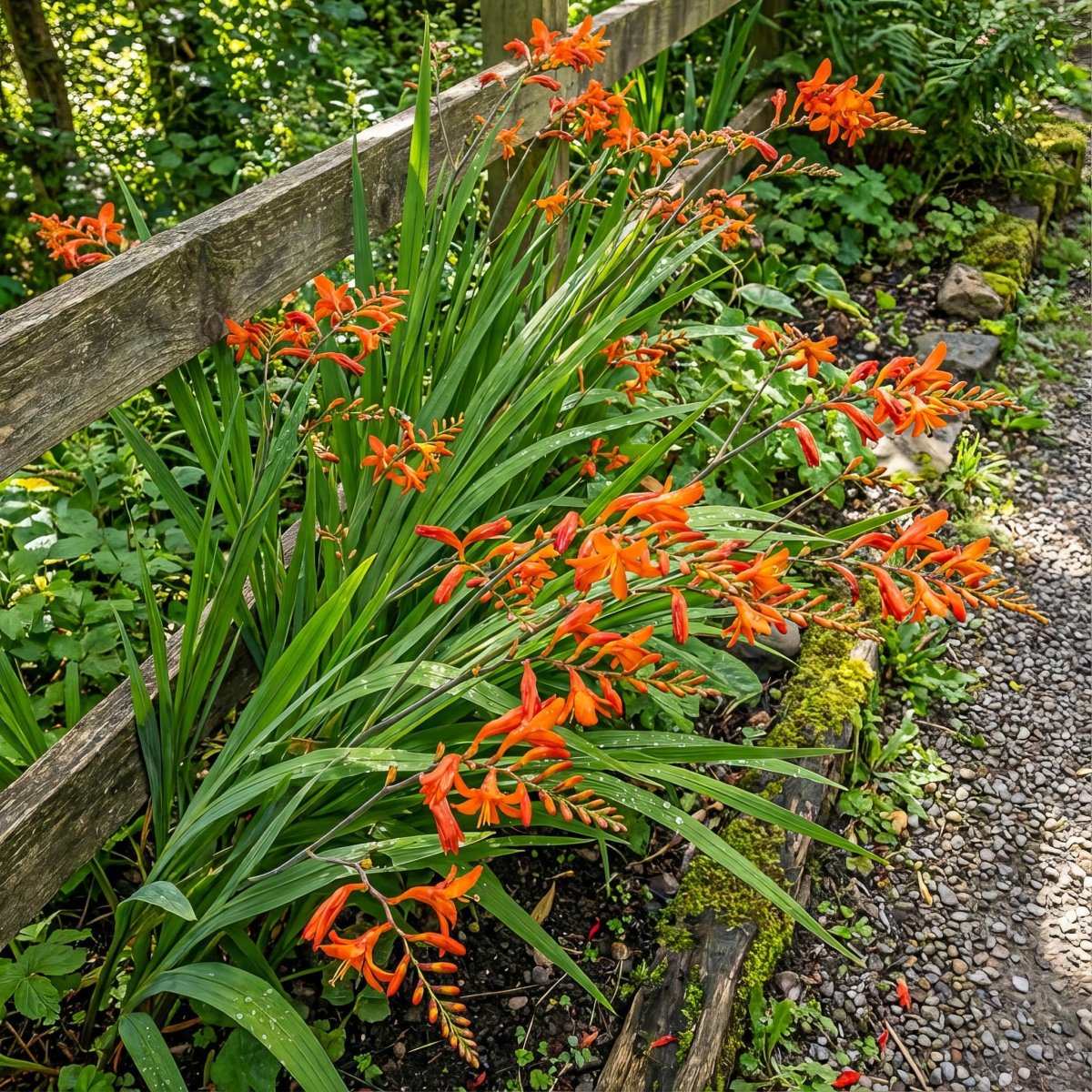 Crocosmia masoniorum 'Orange Devil' (Giant montbretia) – flower bulbs, product photo 7 (Harding & Bloom)