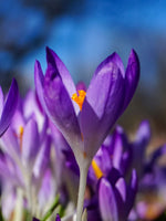 Crocus 'Flower Record' - Harding & Bloom