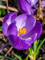 Crocus 'Flower Record' - Harding & Bloom