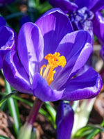 Crocus 'Flower Record' - Harding & Bloom