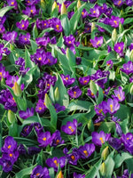 Crocus 'Flower Record' - Harding & Bloom