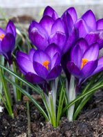 Crocus 'Flower Record' - Harding & Bloom
