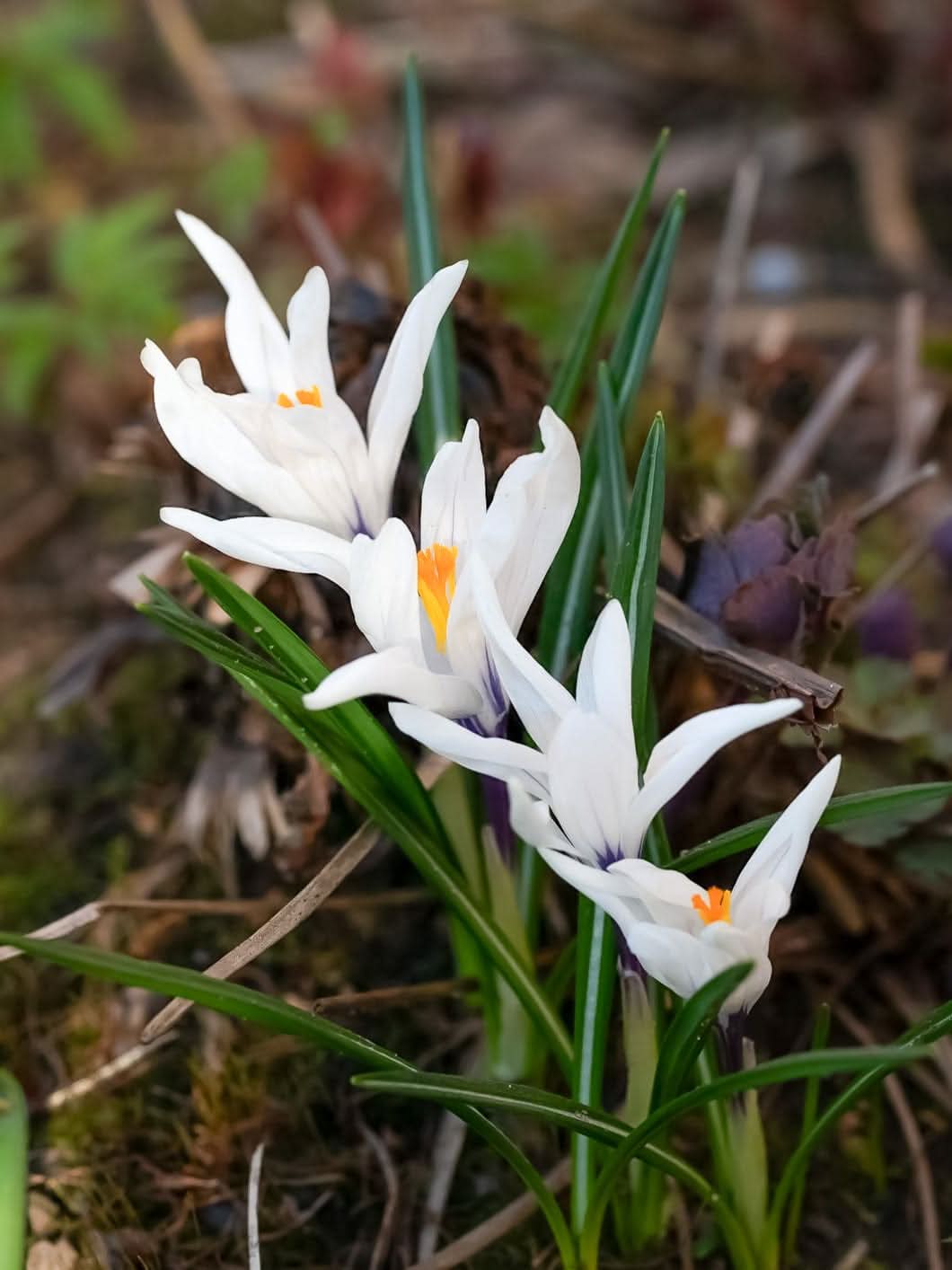 Crocus 'Jeanne d'Arc' - Harding & Bloom