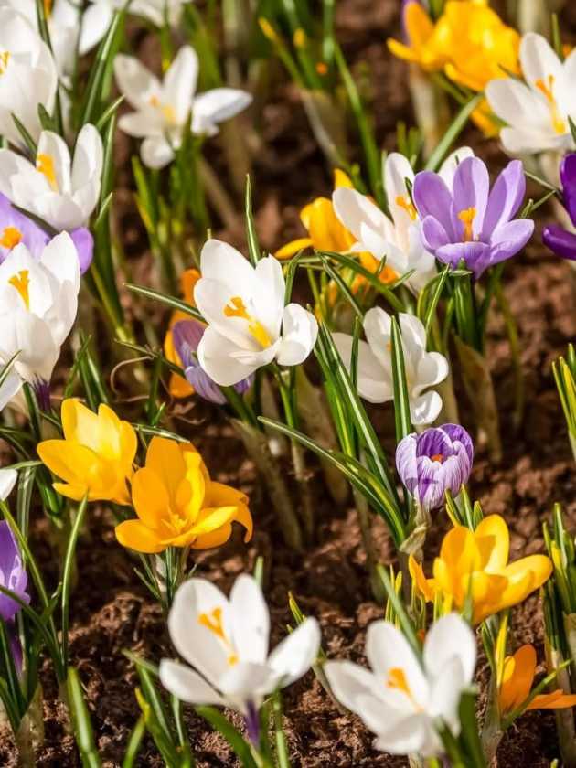 Crocus 'Mixed Specie' - Harding & Bloom